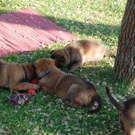Hund3_JPG-1305300166