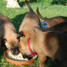 Hund4_JPG-1305300167