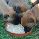 Hund6_JPG-1305300168