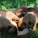 Hund7_JPG-1305300169