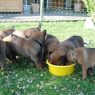 Hund10_JPG-1305300170