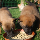 Hund11_JPG-1305300171