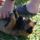 Hund16_JPG-1305300372