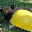 Hund17_JPG-1305300373