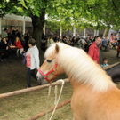 Naturerlebnis pur beim Tierfest am Alten Rhein