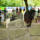 Tiere H__chst 14_05_2011 2_jpg-1305384577