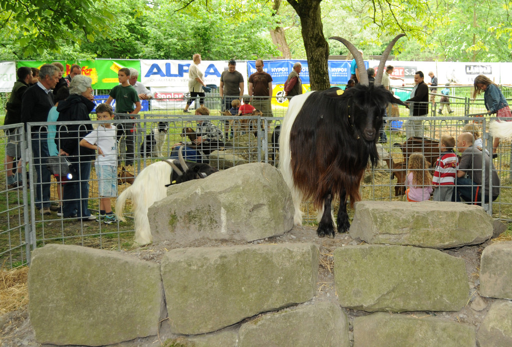Tiere H__chst 14_05_2011 2_jpg-1305384577