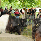 Tiere H__chst 14_05_2011 5_jpg-1305384598
