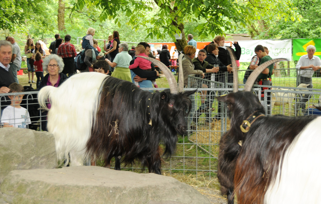 Tiere H__chst 14_05_2011 5_jpg-1305384598