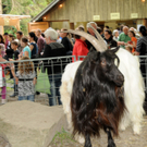 Tiere H__chst 14_05_2011 6_jpg-1305384619