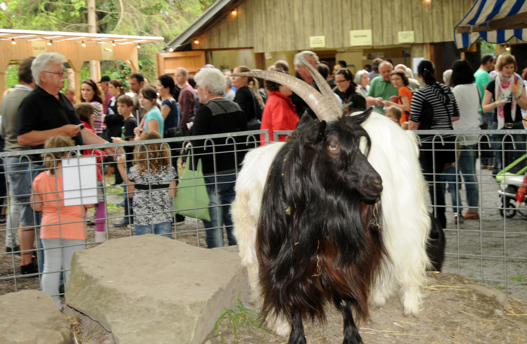 Tiere H__chst 14_05_2011 6_jpg-1305384619
