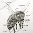 Tiere H__chst 14_05_2011 44_jpg-1305384955