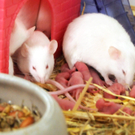 Tiere H__chst 14_05_2011 77_jpg-1305385271