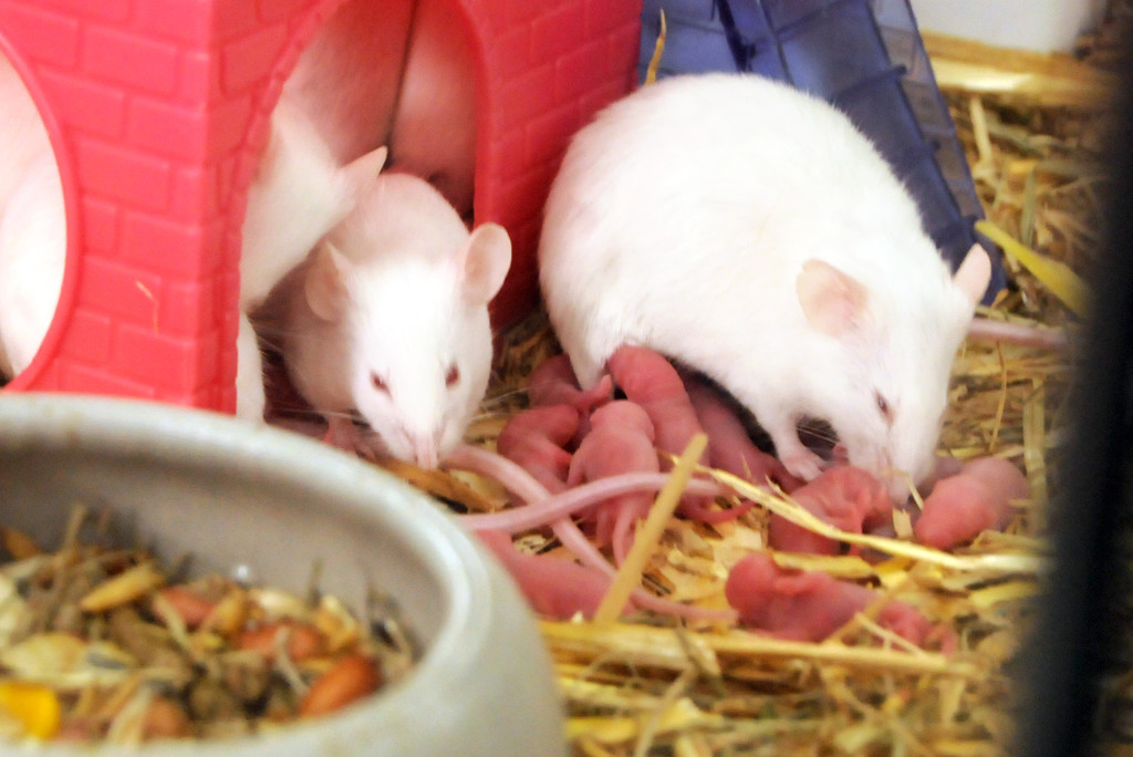 Tiere H__chst 14_05_2011 77_jpg-1305385271