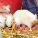 Tiere H__chst 14_05_2011 85_jpg-1305385294