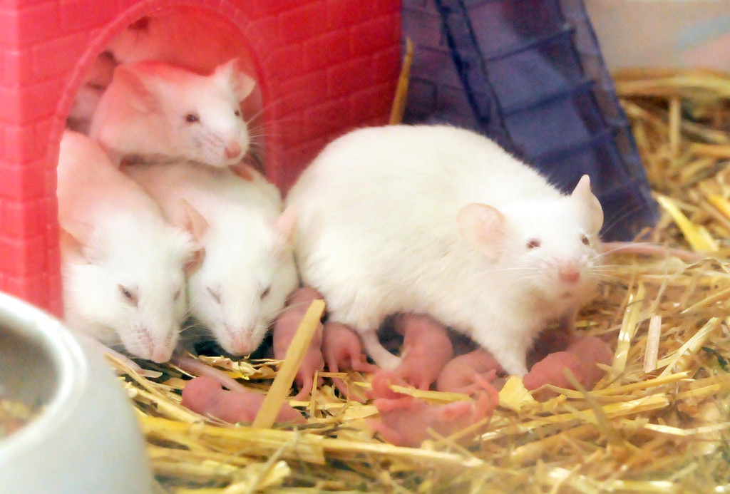 Tiere H__chst 14_05_2011 85_jpg-1305385294