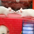 Tiere H__chst 14_05_2011 89_jpg-1305385313