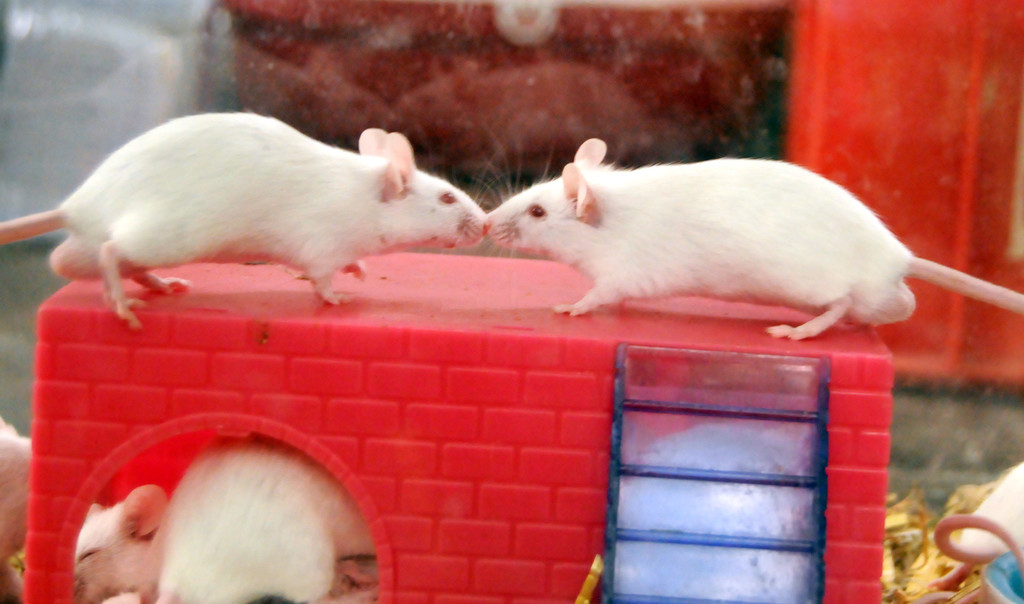 Tiere H__chst 14_05_2011 89_jpg-1305385313