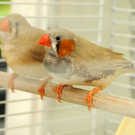 Tiere H__chst 14_05_2011 91_jpg-1305385329