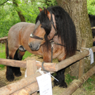 Tiere H__chst 14_05_2011 99_jpg-1305385356