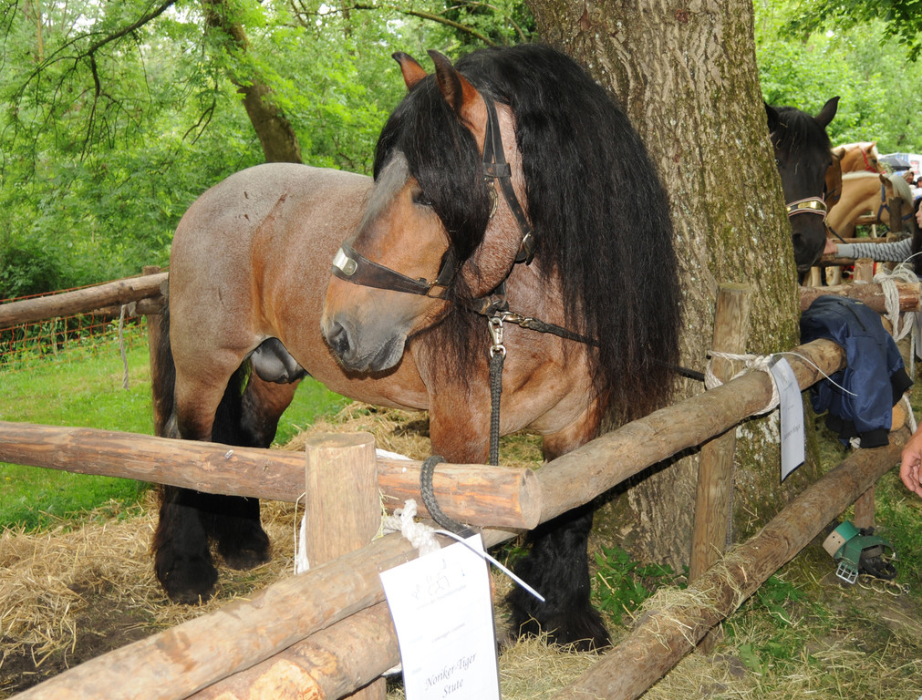 Tiere H__chst 14_05_2011 99_jpg-1305385356