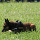 normal_14052011sicherheitffaktivnews_226.jpg