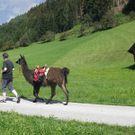 Lama-Trekking auf Salzburgs Sonnenterrasse: St. Veit und Schwarzach.
