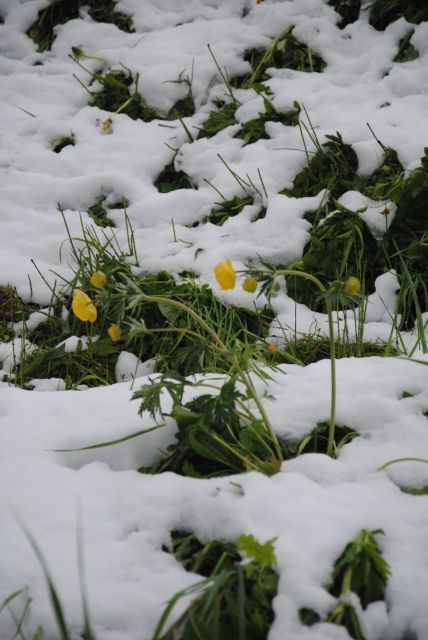 normal_160511schneesfaktivnews015.jpg