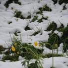 normal_160511schneesfaktivnews015.jpg