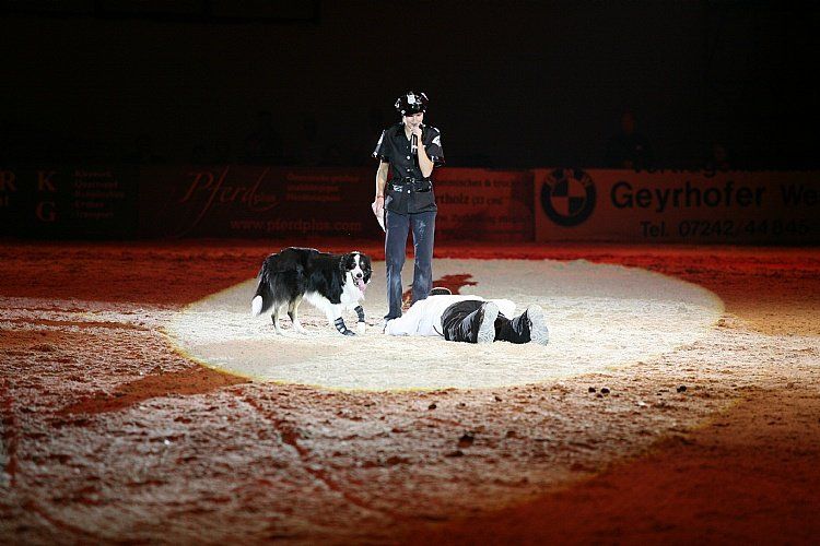 qumessewelsnachtderpferde2011dogdancing_big.jpg