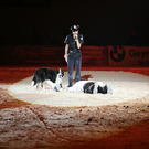 qumessewelsnachtderpferde2011dogdancing_big.jpg