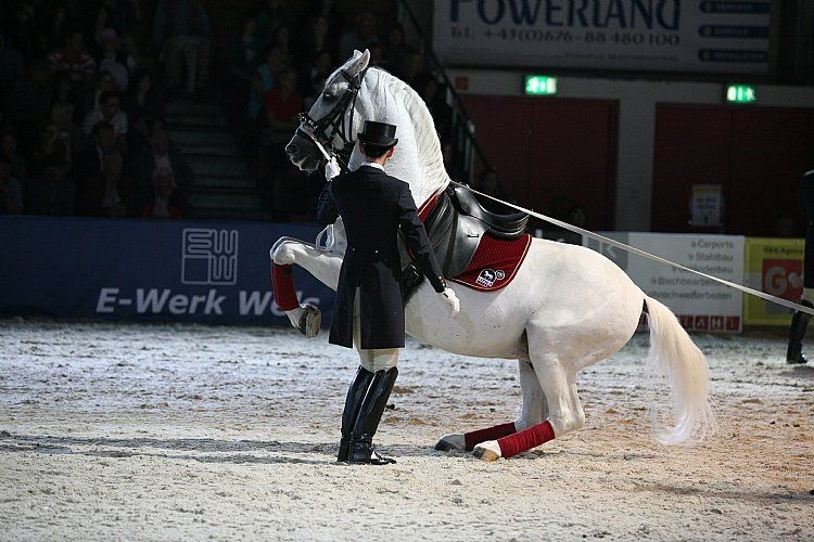 qumessewelsnachtderpferde2011gestuetlipicahoheschuleueberdererde1_big.jpg