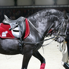 qumessewelsnachtderpferde2011gestuetlipicahoheschuleueberdererde6_big.jpg
