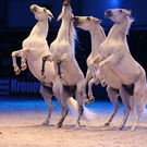 qumessewelsnachtderpferde2011gionashowcavalliinliberta6_big.jpg