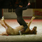 qumessewelsnachtderpferde2011mihaimaldeazorro3_big.jpg