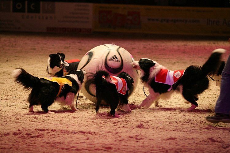 qumessewelsnachtderpferde2011teamfreibergeraargauhundeschuleklug1_big.jpg