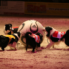 qumessewelsnachtderpferde2011teamfreibergeraargauhundeschuleklug1_big.jpg