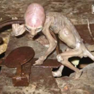 alien-baby-mfbq_templateId_renderScaled_property_Bild_width_227.jpg