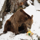 Alpenzoo Innsbruck: Braunbär Fritz ist tot