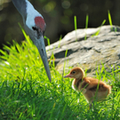 Mandschurenkranichen im Tiergarten Schönbrunn geschlüpft