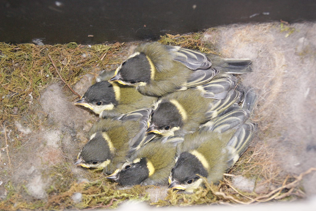 Vogelnest 2_jpg-1305914018
