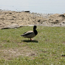 normal_21052011st2fraueninselaktivnews-21.jpg