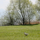 normal_21052011st2fraueninselaktivnews-28.jpg