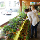 Blumen5_jpg-1306183571