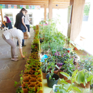 Blumen6_jpg-1306183591