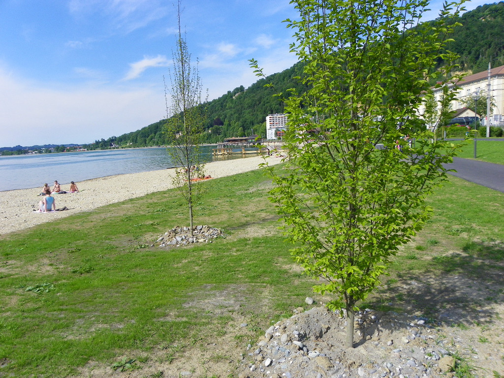 110_9226_JPG-1306190638