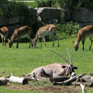 normal_22052011zooffdsaktivnews_014.jpg