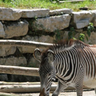 normal_22052011zooffdsaktivnews_018.jpg