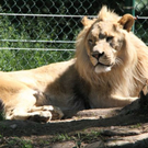 normal_22052011zooffdsaktivnews_022.jpg