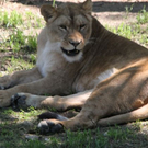 normal_22052011zooffdsaktivnews_026.jpg